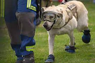 Frida il cane eroe durante il terremoto in Messico è morto