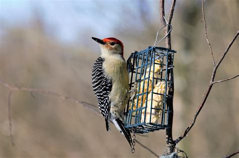 The Type Of Bird Feeder You Choose Determines The Type Of Birds You