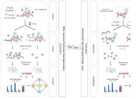 Rna 蛋白相互作用 康成生物丨数谱生物