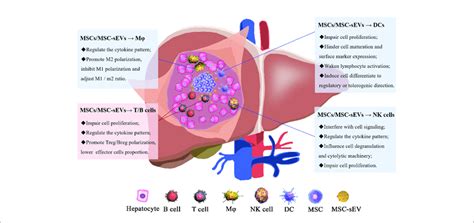 The Mechanisms Of Msc Msc Sev Modulation Of Immune Cells The