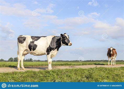 Cow Milk Cattle Black And White Standing On A Path Holstein Cattle A