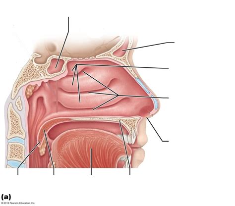 Nasal Cavity Diagram Quizlet