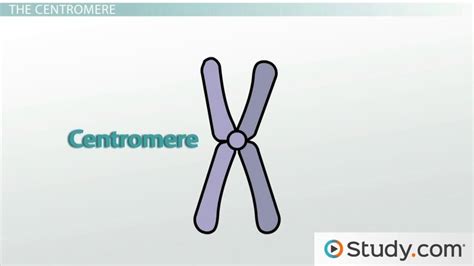 How To Draw A Chromosome - Secretking21