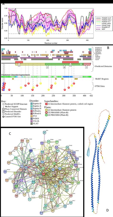 Functional Disorder Analysis Of Human Glial Fibrillary Acidic Protein