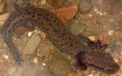 Types Of Salamanders Found In Massachusetts Nature Blog Network