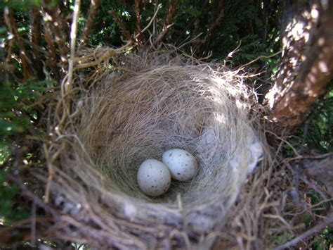 Free Images Branch Wildlife Fauna Bird Nest Eggs Socket Bird S