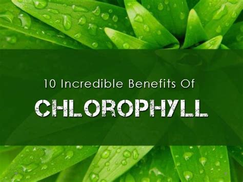 10 Incredible Benefits Of Chlorophyll