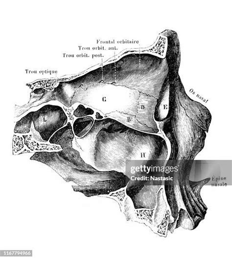 anatomy  eye socket stock  high res pictures  images