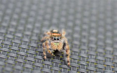 Bold Jumping Spider Care: the complete guide