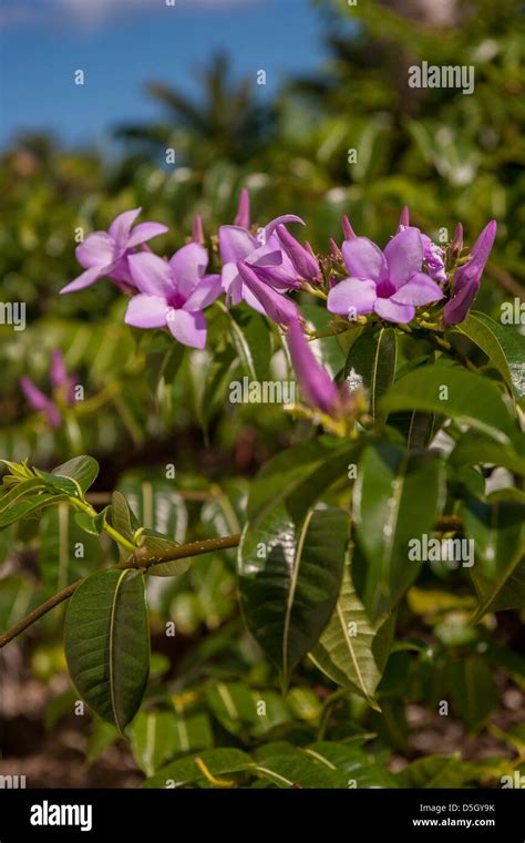 Dominican Republic Flower Plant Hi Res Stock Photography And Images Alamy