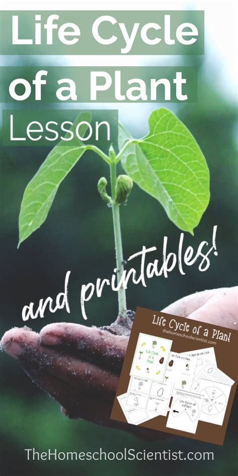 Life Cycle Of A Plant Lesson And Printables Botany Printables