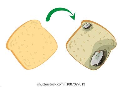 Fresh Delicious Bread Becomes Rotten Bad Stock Vector Royalty Free