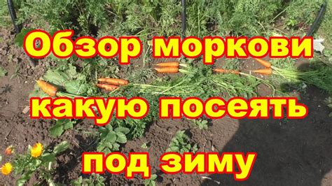Какую морковь посеять под зиму,обзор и дегустация - YouTube