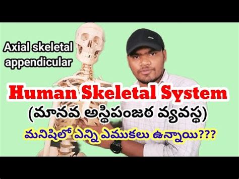 Human Skeletal System YouTube