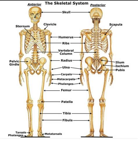 Human skeleton - Wikipedia | Human body anatomy, Skeletal system, Human ...