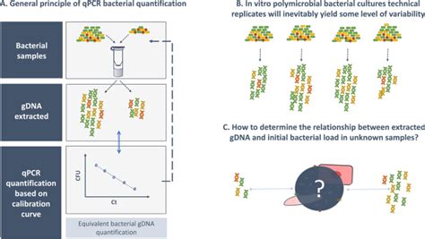 Dna Extraction Leads To Bias In Bacterial Quantification By Qpcr