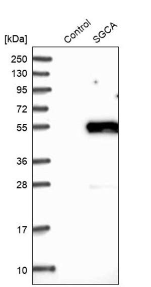 Anti α Dystroglycan Antibody Clone 3o19 H1 Zoomab® Rabbit Monoclonal