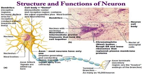 Structure and Functions of Neuron - Assignment Point