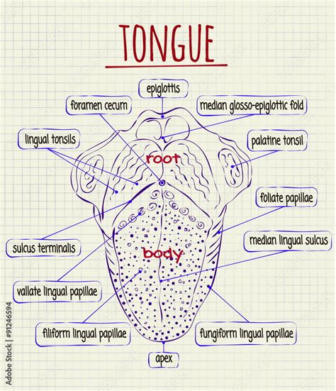 diagram of the anatomy of human tongue Stock Vector | Adobe Stock