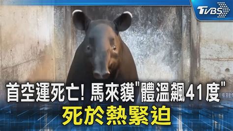 首空運死亡 馬來貘「體溫飆41度」死於熱緊迫 ｜tvbs新聞 Tvbsnews02 Youtube