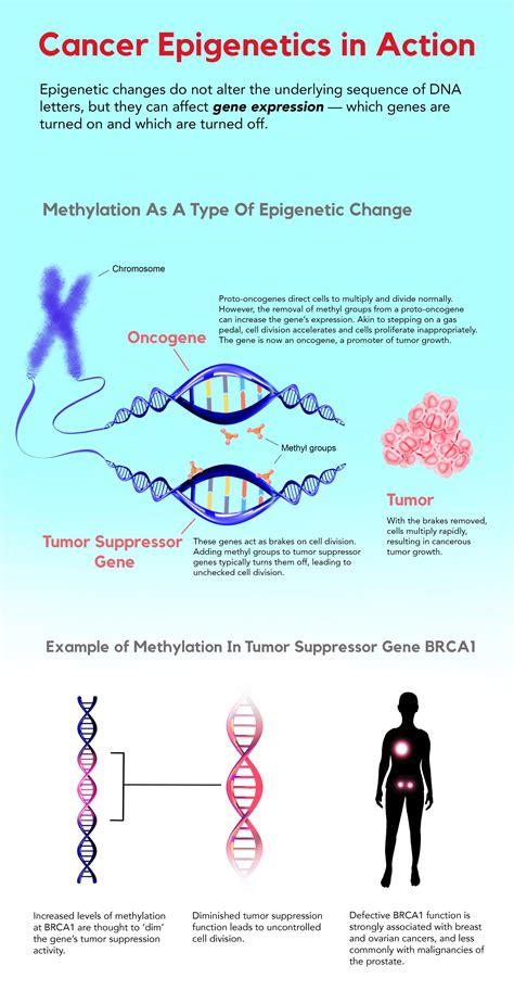 The Riddle of Cancer Development — The Science Writer