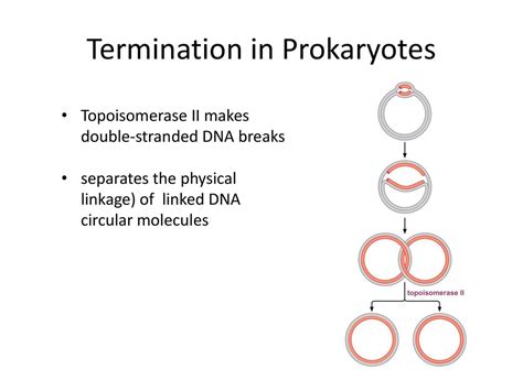 Dna Replication And Repair Ppt Download