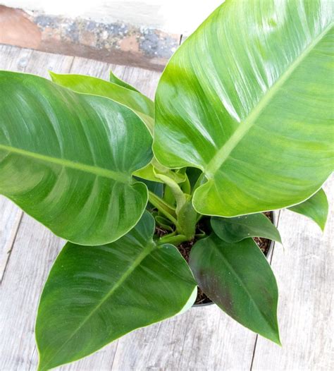 Philodendron Imperial Green 7 Pot Hello Hello Plants