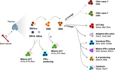 Schematic showing Intrathymic γδ T cell development at single cell