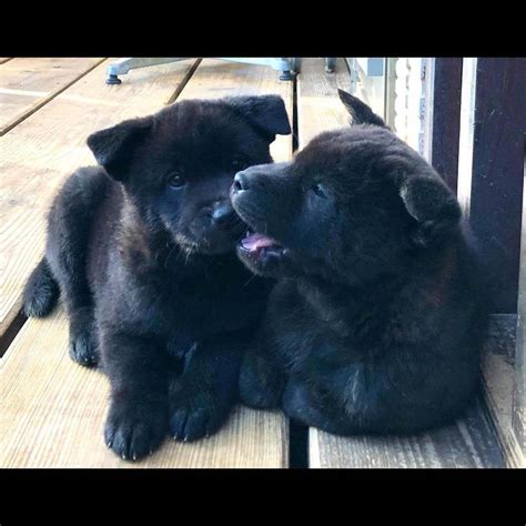 新しいご家族（兵庫県）のもとへ巣立っていきました 備前岡山美里犬舎 岡山の甲斐犬専門犬舎