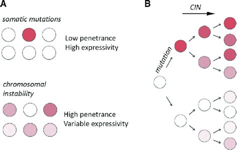 Tumor Heterogeneity Derived From Clonal Karyotypic Evolution A