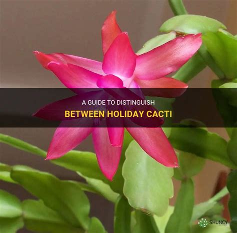 A Guide To Distinguish Between Holiday Cacti Shuncy