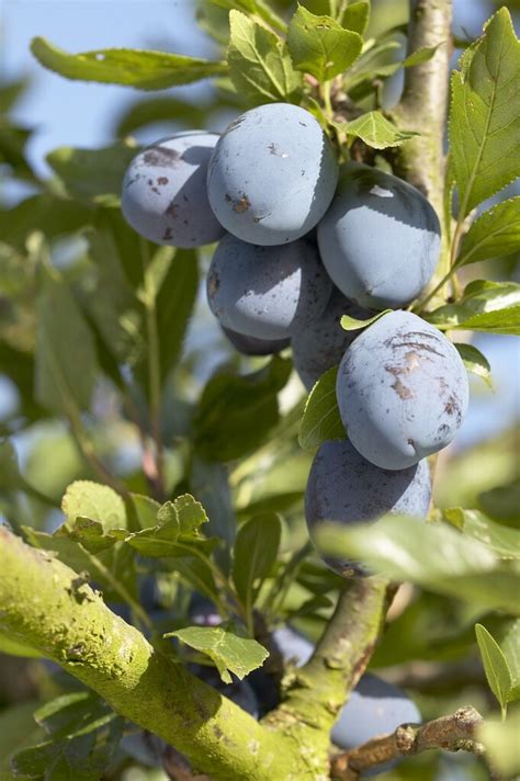 Patio Fruit Tree Prunus Domestica President Plum Tree