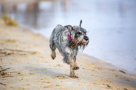 Zwergschnauzer Gesunde Ern Hrung F R Kleine Energieb Ndel