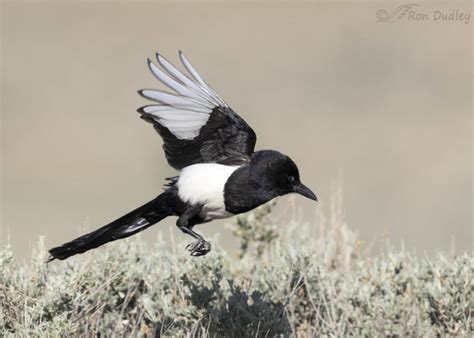 Black Billed Magpie Interpreting Flight Postures Feathered Photography