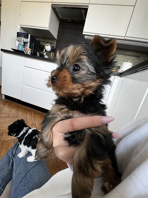 Yorkahire Terrier Miniaturka Gotowy Na Nowy Domek Piesek Z Rodowodem