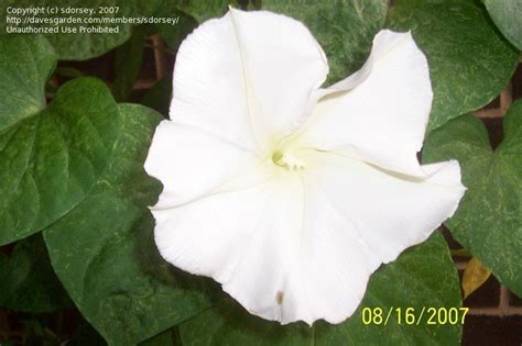 Plantfiles Pictures Ipomoea Species Moonflower Moon Vine Giant