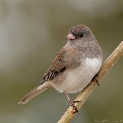 Burnt Bridges Birding: Dark-eyed Junco