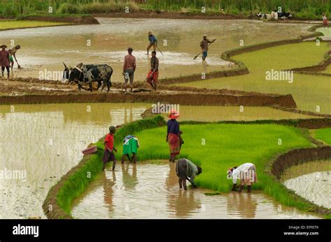 Rice Farmers Working On Rice Fields In Central Madagascar Stock Photo