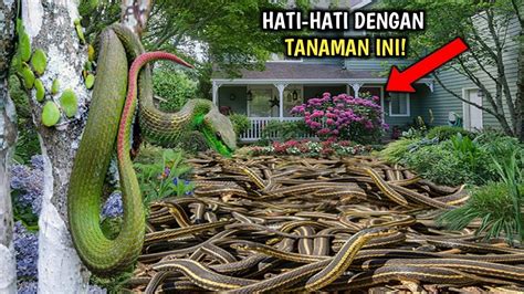 NGERI Rumah Di Penuhi Ular Karena Menanam Tanaman Ini Segera Cabut