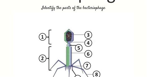 Biology Exams U Worksheet On Bacteriophage