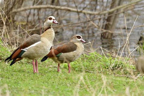 Nilganspaar Nilgans Alopochen Aegyptiaca C Daisy Paepk Nabu