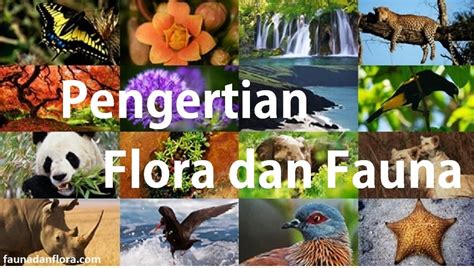 Pengertian Dan Penyebaran Flora Dan Fauna Di Indonesia Beserta