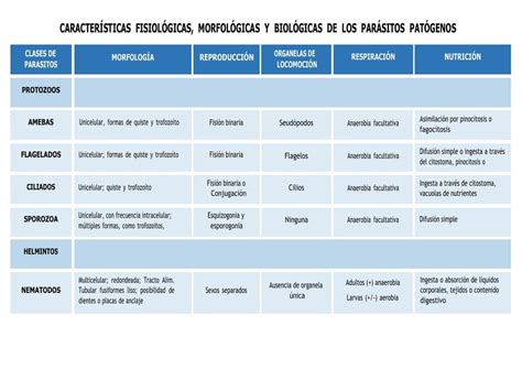 Morfológica E Fisiológica