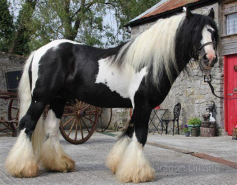 Ballydangan Libertys Lament Traditional Irish Cob Elite Approved 14