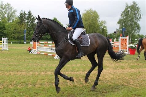 Warmblood - Black - Show Jumping by OrleanTribute on DeviantArt