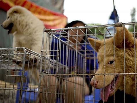 La Vente De Viande De Chien Interdite Au Festival Chinois De Yulin