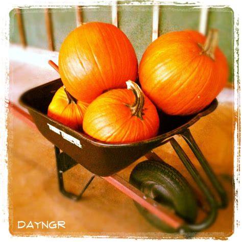 Pumpkin Patches, Hayrides and Making Memories - Life in the DayngrZone