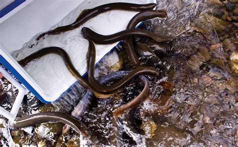 Pacific Lamprey Restoration Critfc