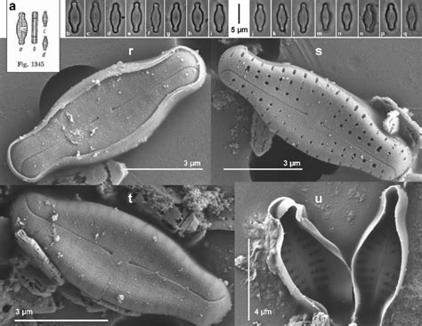 fig  reproduction   holotype material illustrated