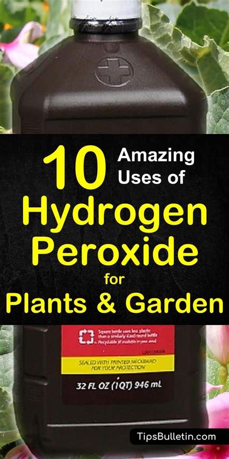 10 Amazing Uses Of Hydrogen Peroxide For Plants In The Garden Artofit